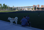 Paws and Pints in the Park